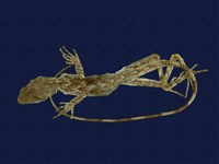 藏品(斯文豪氏攀蜥)的圖片